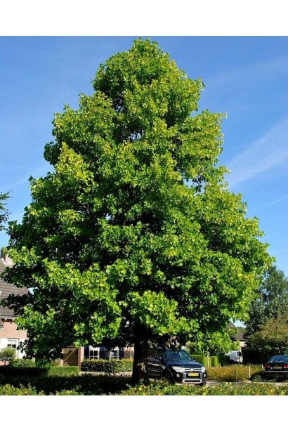 Ліріодендрон Ауреамаргіната-Літо